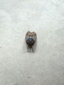 ８日目の蝉だ！