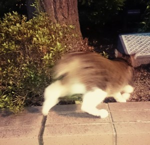 逃げる猫